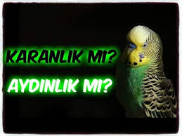 Kuslar Nasil Uyur Muhabbet Kusu Youtube