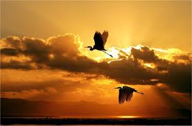 Blue Sky Birds Flying In The Sky Images Birds Flying In The Sky Beautiful Birds Most Beautiful Birds Birds Flying