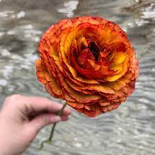 So, take a look at the best flower deliveries in fort collins below and make your day extra special. Little Hollow Flowers Colorado Flower Farm