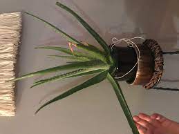 We did not find results for: Should I Replant Or Leave Bent Leaves On My Aloe Plant Gardening Landscaping Stack Exchange