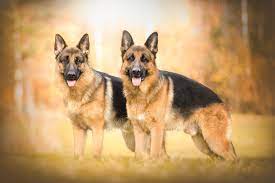 Check spelling or type a new query. German Shepherd 4k Ultra Hd Wallpaper Background Image 4000x2667