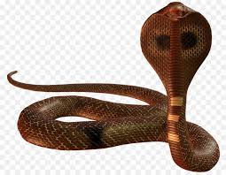 Snake Cartoon Png Download 1015 787 Free Transparent Snake Png Download Cleanpng Kisspng Download 94 snake png images with transparent background. snake cartoon png download 1015 787