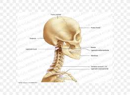 6 photos of the diagram of the neck anatomy. Bone Head And Neck Anatomy Head And Neck Anatomy Head And Neck Anatomy Png 600x600px Watercolor