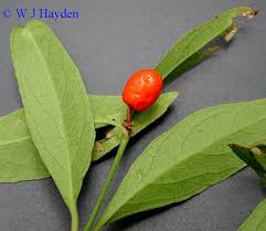 Image result for Crossopetalum