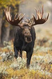 Liliana Moose Pictures Moose Hunting Wild Animals Photography
