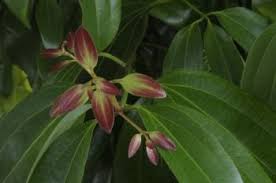 Image result for Lauraceae