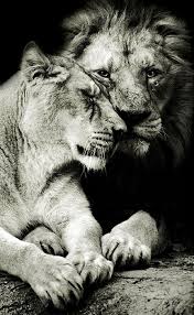 Tenderly By Miguel Angel De Arriba Animals Animals Wild Animals Beautiful Débloquer ce fichier et bénéficier d'un accès illimité à plus de 9 156 000 ressources premium. animals wild animals beautiful