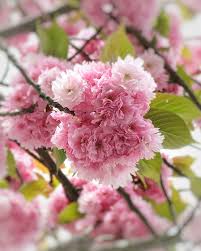 Cherry Blossom In E17 Sakura E17 London Blossom Cherry Blossom Sakura