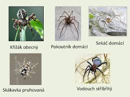 Image result for pokoutnik st job 