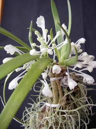 Image result for Podangis dactyloceras