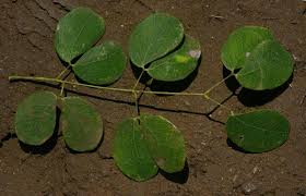 Image result for Acacia nigrescens