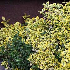 Image result for Gymnosporia matoboensis