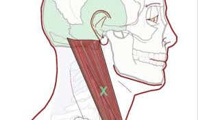 Self Care Sternocleidomastoid Integrative Works In 2020 Contrast Therapy Neck Hurts Self Care