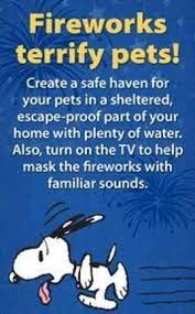 Cat Care Tips Pet Safe Your Pet Cat Care Tips