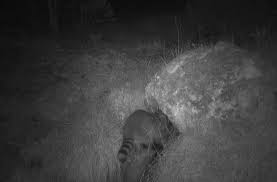 Vivienne marcheline she used her hands on my back, but