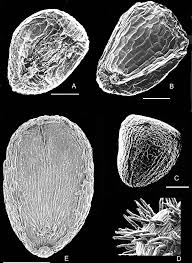 Image result for Hionanthera