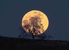 Oak Moon Silhouette Oak Tree Tattoo Moon Silhouette Tree Art