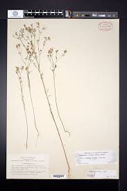 Image result for Hugonia elliptica