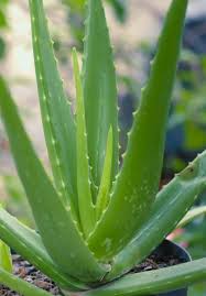 Aloe is one of my favorite houseplants for several reasons. How To Revive A Dying Aloe Vera Plant Gardener Report