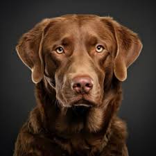 Image result for chesapeake bay retrívr