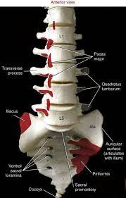 In your anatomy & physiology lecture and lab class, you will be required to name each individual bone in the human body. Pin On Regionalna