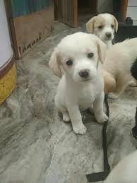 We help them and provide pet a new loving and caring pet parents. Dog Adoption In Chennai For Free