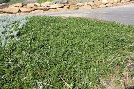 Image result for Mellera lobulata