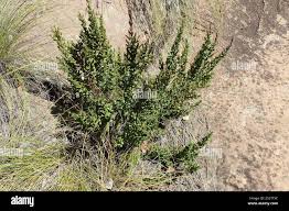 Image result for Myrothamnus flabellifolius