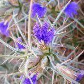 Image result for Anisotes sessiliflorus