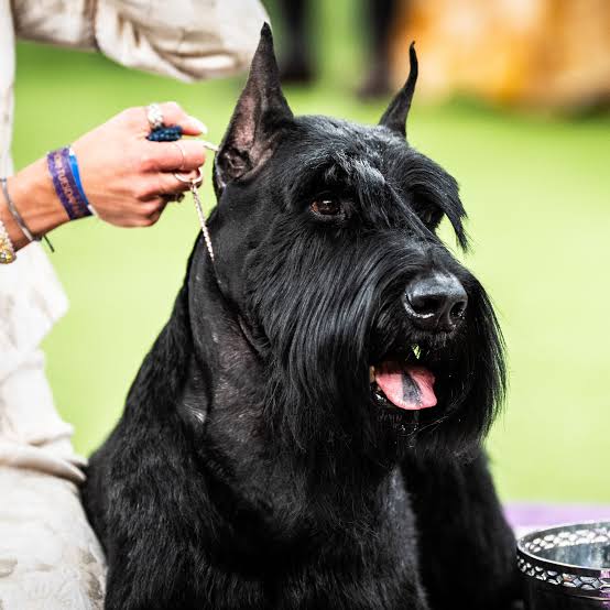 Westminster Dog Show 2025: Unforgettable Dogs Like Monty, Mercedes and  Bourbon - The New York Times
