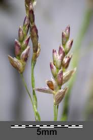 Image result for Eragrostis pilosa