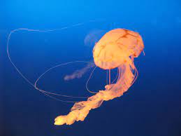 Pin On Jellyfishes