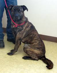Adopt Noelle On Petfinder Shelter Dogs I Love Dogs Animal Rescue