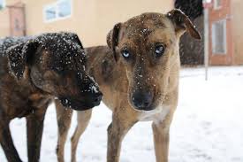 We did not find results for: How To Introduce Dogs Best Friends Animal Society