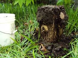 You simply need to determine what to do with the stump. Tree Stump Removal The Lazy Way Dengarden