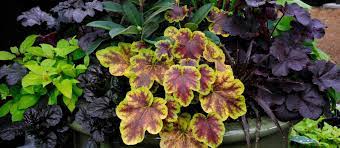 We did not find results for: Nursery Garden Centre Richmond Bc Phoenix Perennials