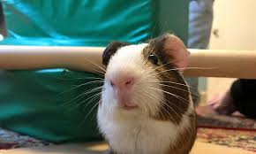Check spelling or type a new query. 4 Lovable Pets To Adopt Now In Saint Paul