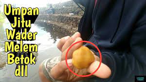 Ikan air tawar juga memiliki kandungan asam lemak dan kalsium yang tinggi dibandingkan air laut. Tutorial Membuat Umpan Jitu Mancing Ikan Air Tawar Youtube