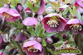 We did not find results for: What Are The Best Shrubs For Winter Colour In Your Garden
