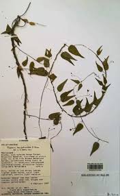 Image result for Vincetoxicum monticola