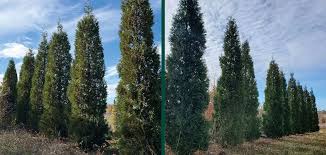 Image result for Hetaeria occidentalis