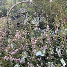 Image result for Annickia ambigua