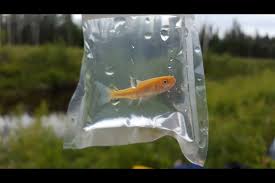 Instead of buying feeder fish with. Invasive Fish Found In Natural Stream Near Prince George Prince George Citizen