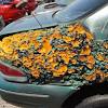 Car spray paint shop near me. 1