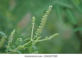 Image result for Basilicum polystachyon