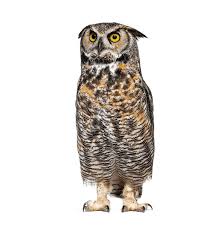 Image result for Bubo