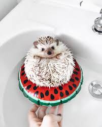 lionel the 'hog home facebook