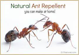 Has your kitchen become a picnic ground for ants? Natural Ant Repellent Spray A Simple And Safe Spray That Really Works
