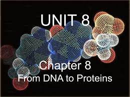 Explain why transcription only occurs in the nucleus of eukaryotes. Chapter 8 From Dna To Proteins Ppt Video Online Download