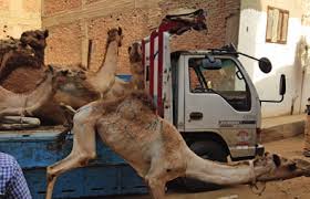 It presents the latest data of the market value, consumption, domestic production, exports and imports, price dynamics and food balance. Https Www Animals Angels De Fileadmin User Upload 03 Publikationen Dokumentationen Animals Angels The Welfare Of Dromedary Camels During Road Transport In The Middle East Pdf
